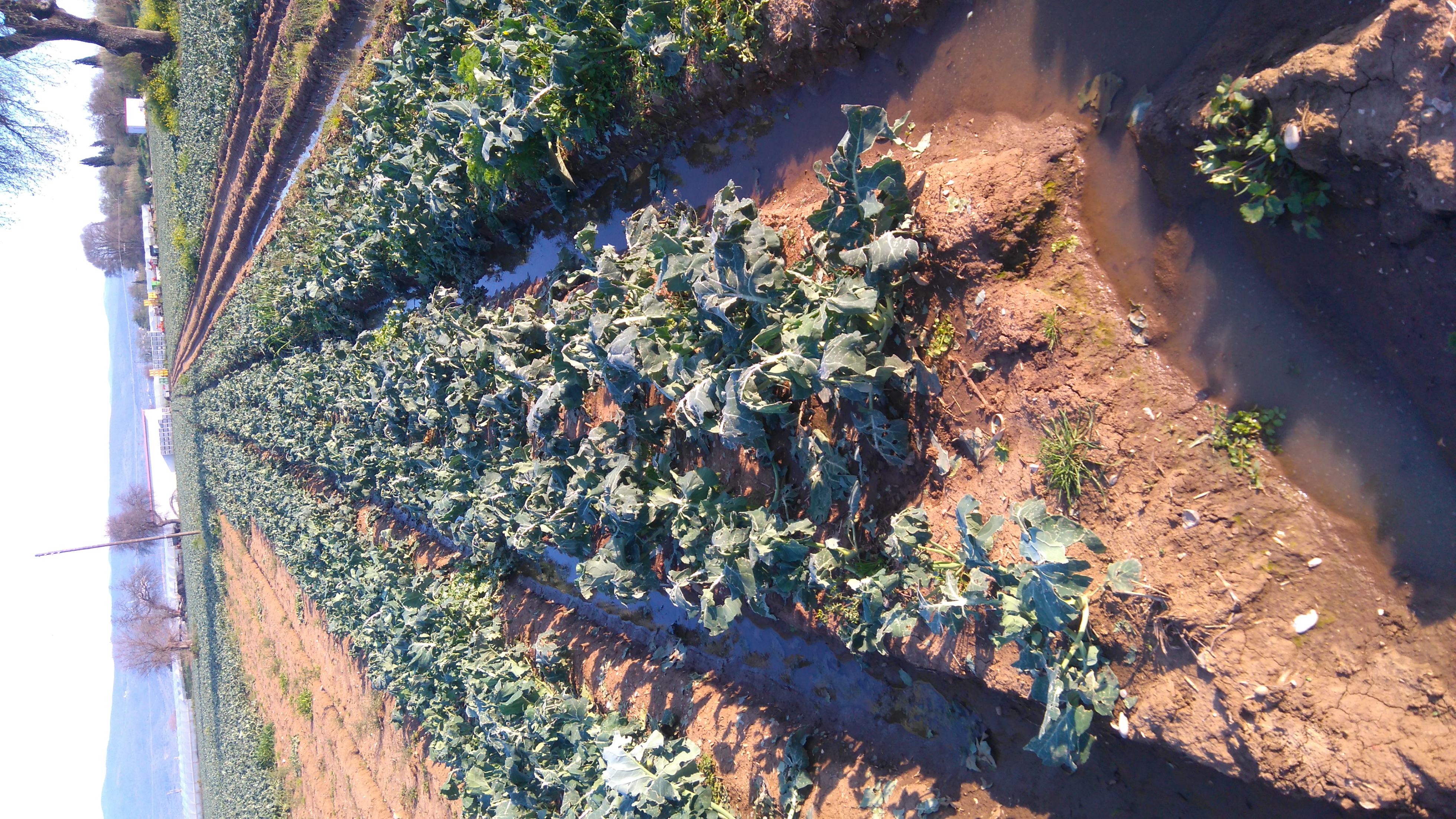 Εικόνα επιλογής