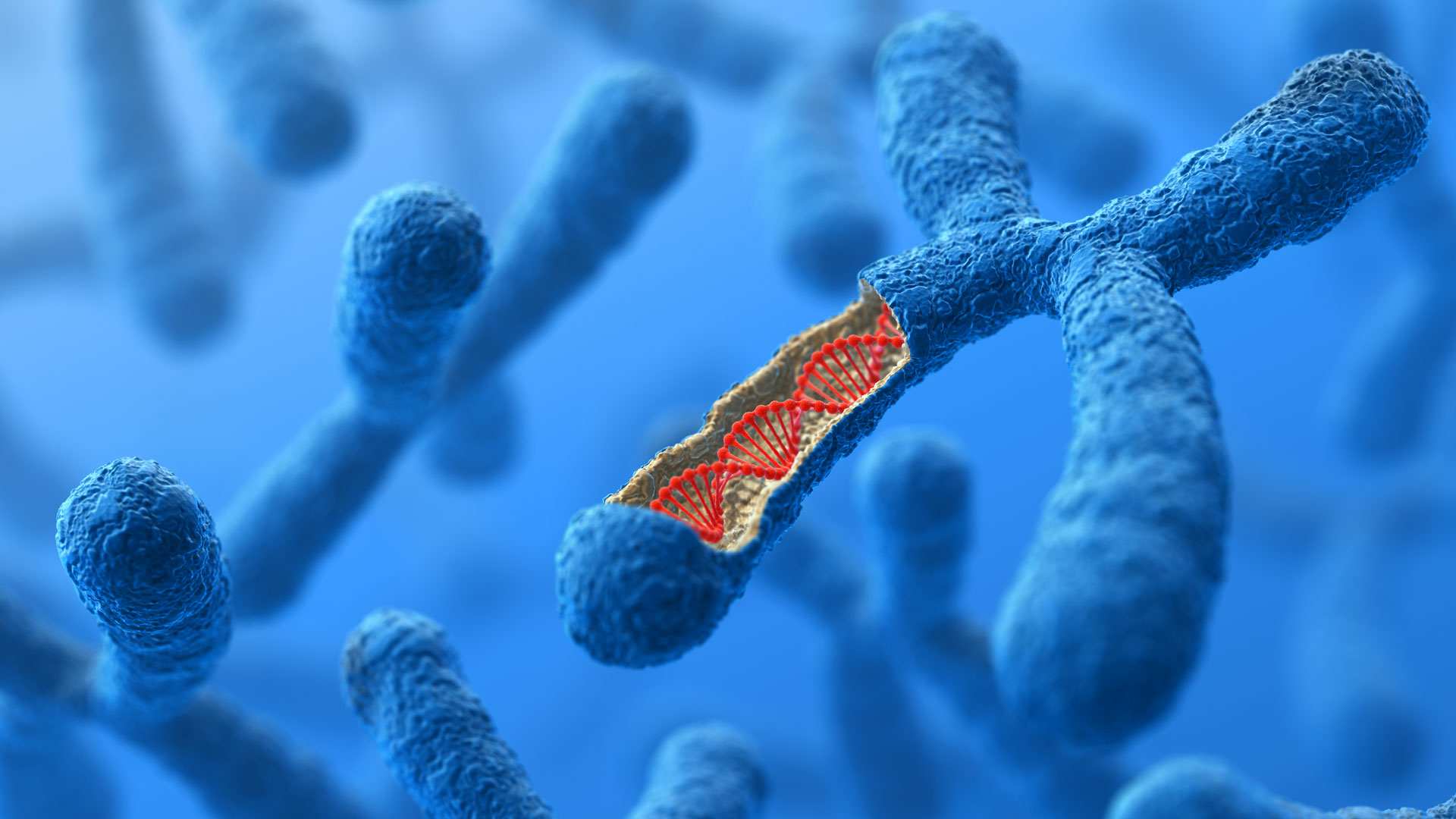 Εικόνα επιλογής