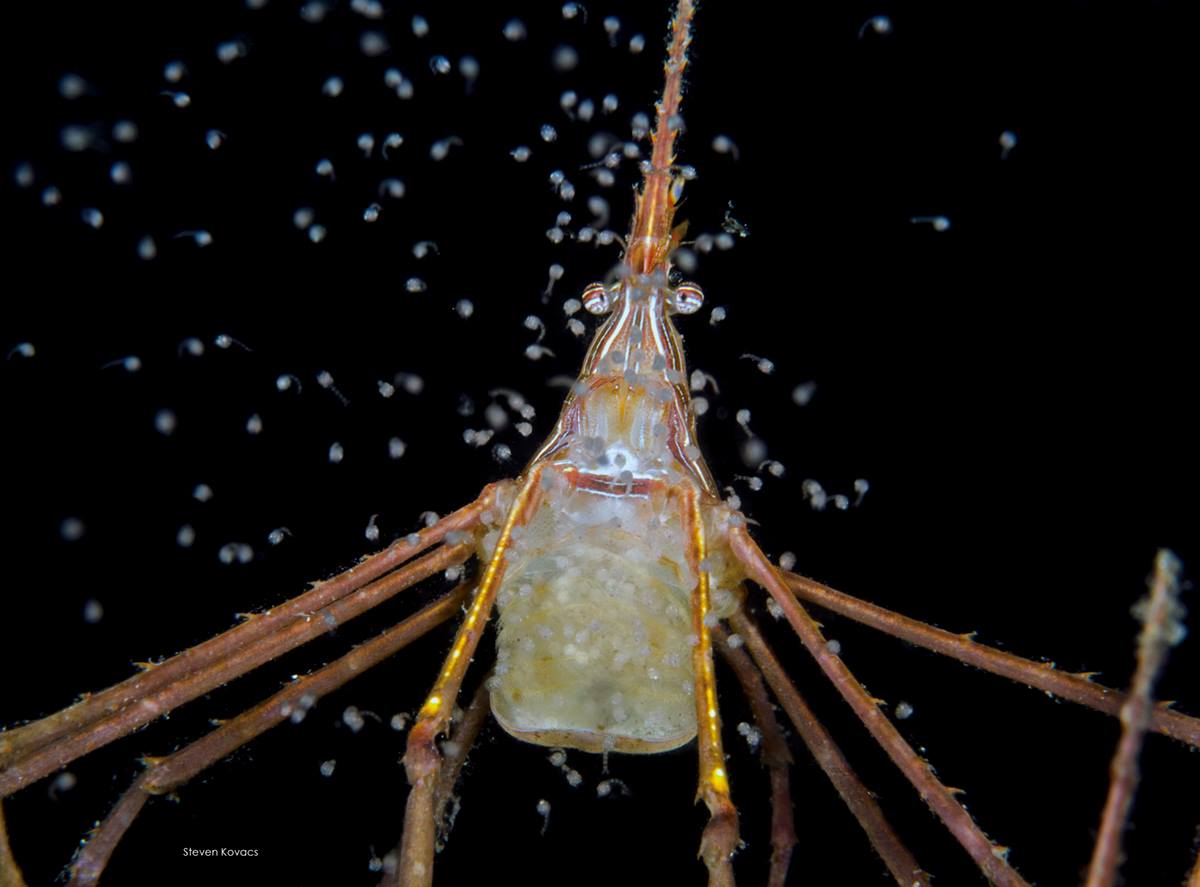 Εικόνα επιλογής