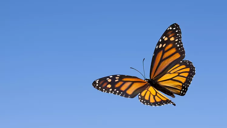 Εικόνα επιλογής