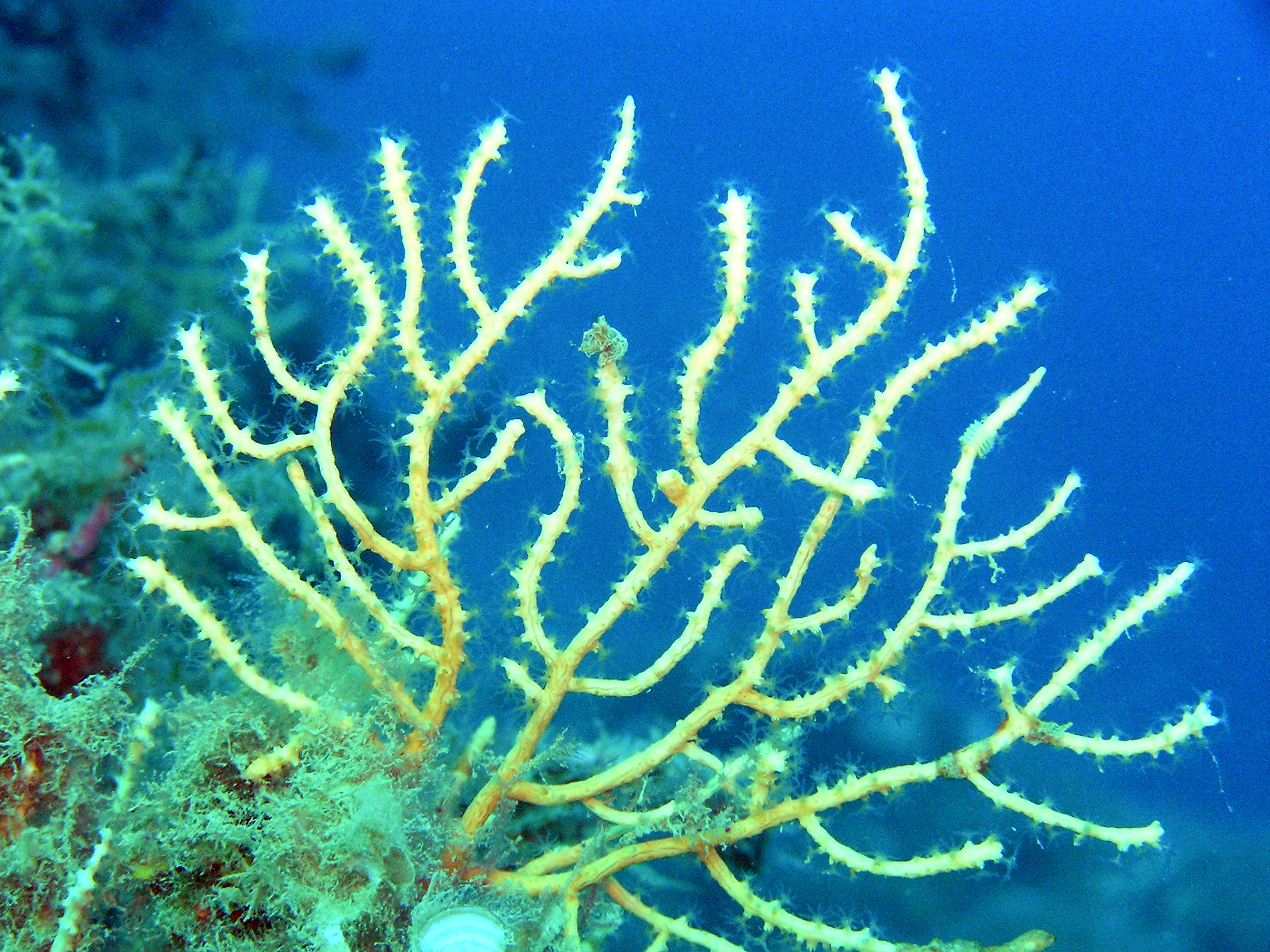 Εικόνα επιλογής